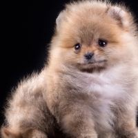 Pomeranian Puppy