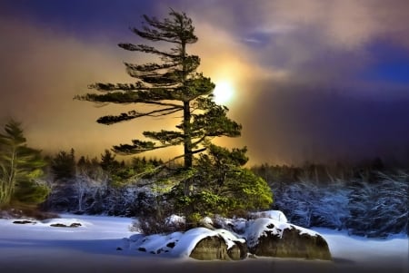 Winter Night - Trees, Moon, Snow, Clouds