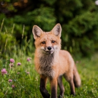 Red Fox