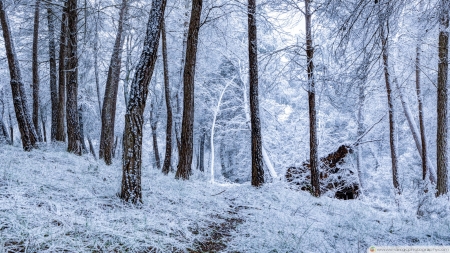 Snowfall in Winter - nature, snowfall, forest, trees, winter