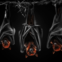 Flying foxes