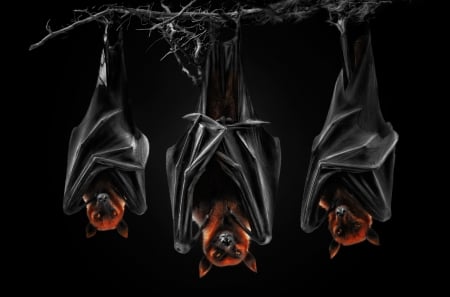 Flying foxes - vulpe zburatoare, black, bat, red, halloween, flying fox