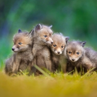 Fox cubs