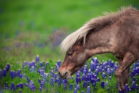 Poney - poney, pony, horse, blue, animal, cal, green, flower