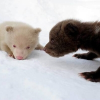 Brown And An Albino Cubs