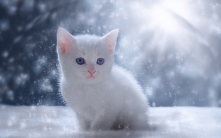 Kitten - cat, iarna, winter, pisica, kitten, white, blue, animal, cute