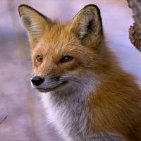 Beautiful Red Fox