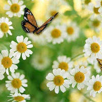 Spring Wildflowers and Butterfly