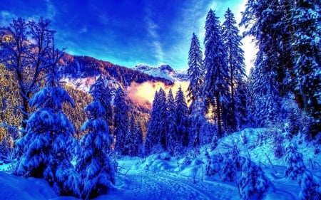 Winter Forest