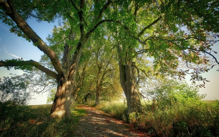 Horse-Chestnut Alley - horse-chestnuts, trees, alley, avenue, road