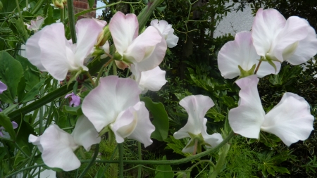 Sweet Peas - white, nature, flowers, beautiful