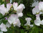 Sweet Peas