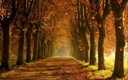 Autumn Alley - autumn, avenue, trees, alley