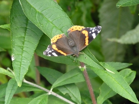 Red Admiral - bugs, nature, butterfly, beautiful