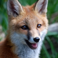 Happy Fox