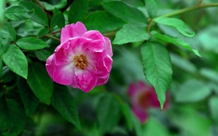 Rose - summer, green, trandafir, rose, flower, pink