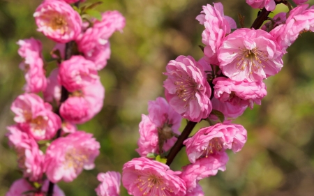 Spring - blossom, spring, flower, pink