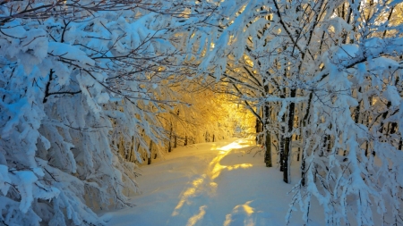 Snowy Path in Winter Sunlight - path, trees, winter, nature, sunlights, snow, forest