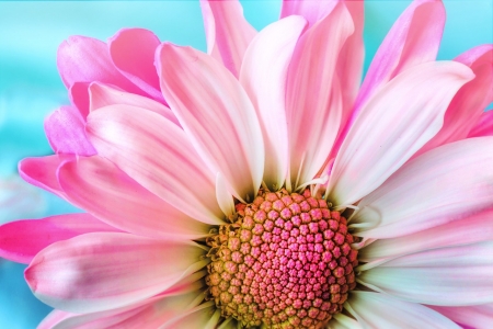 Pink flower - Pink, Blossoms, Flowers, Close up