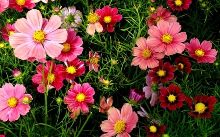 Flowers - flowers, field, guess, other