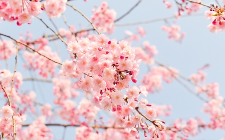 Spring - sakura, blue, blossom, cherry, spring, flower, pink, sky