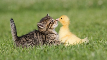 Kitten Duck - duck, grass, kitten, animals