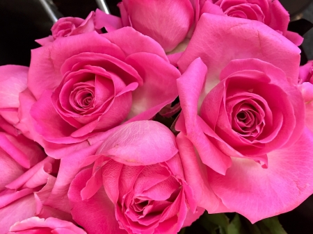 Happy Valentines Day - love, pink roses, roses, devotion, nature, valentines day, kindness, family, flowers, friends