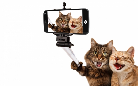 selfie time - feline, camera, cat, phone