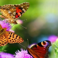 Butterflies in the Colorful Flowers