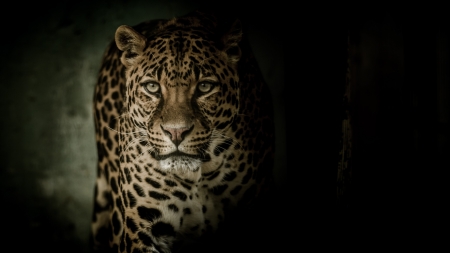 Leopard - face, leopard, wild, animal, black