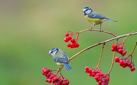 Titmouse - red, berry, bird, titmouse, pitigoi, pasare, branch, couple, green