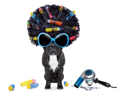 :D - funny, animal, black, caine, puppy, white, hair, sunglasses, dog