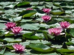 Waterlilies