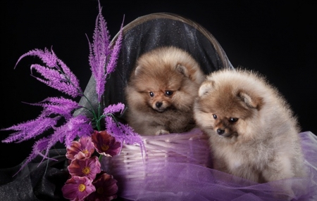 Puppies Spitz - beauty, cool, animals, duo, dogs, basket, puppies