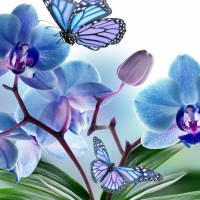 blue orchids