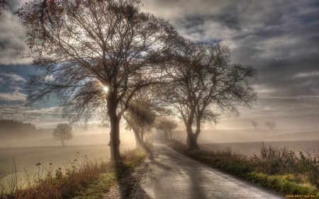 Road - trees, road, mist, sun