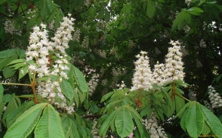 Flowering Horse-Chestnut