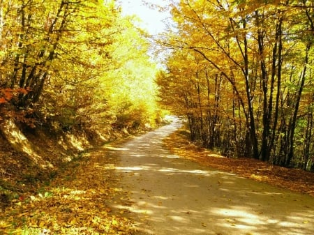 autumn - brus, slivovo, kosovo, pristina