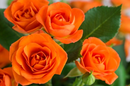 Orange Roses - roses, nature, orange, petals, closeup