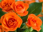 Orange Roses