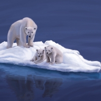 Polar bears