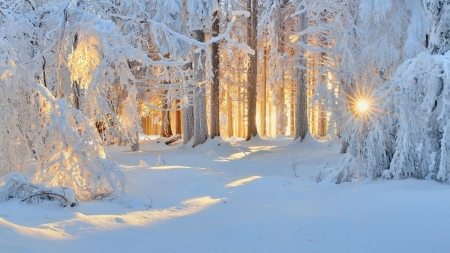 Winter Sunlight - trees, winter, nature, sunlights, snow, forest