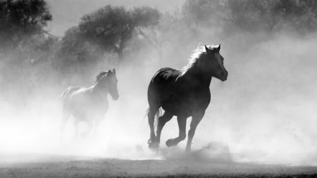 Making Dust - horses, running, dust, heme, galloping, firefox persona theme, country