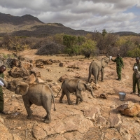 Orphaned and abandoned elephant calves