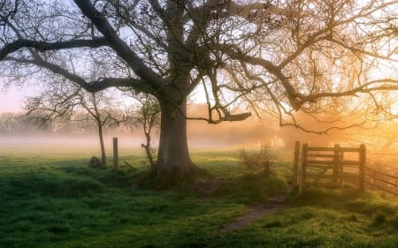 Tree and Gate - gate, grass, tree, mist