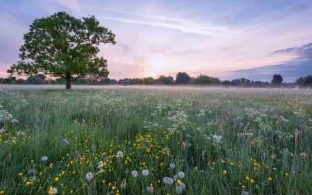 Meadow with Tree