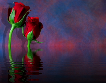 Roses - Rose, Red, Water, Other