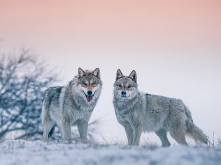 Winter Wolves - bokeh, animal, winter, snow, dog, wolves