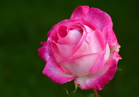 Rose Bloom - bloom, flowers, nature, bud, petals, pink