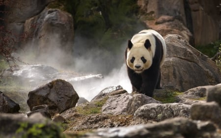 Panda bear - bear, stone, urs, animal, water, panda, rock